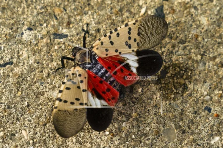 Senators urge Spotted Lanternfly damage research legislation